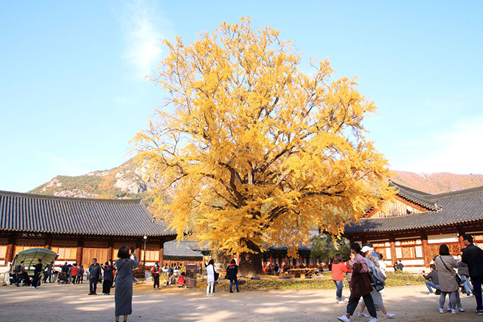 A 460-year-old gingko tree is the temple's main attraction in autumn.